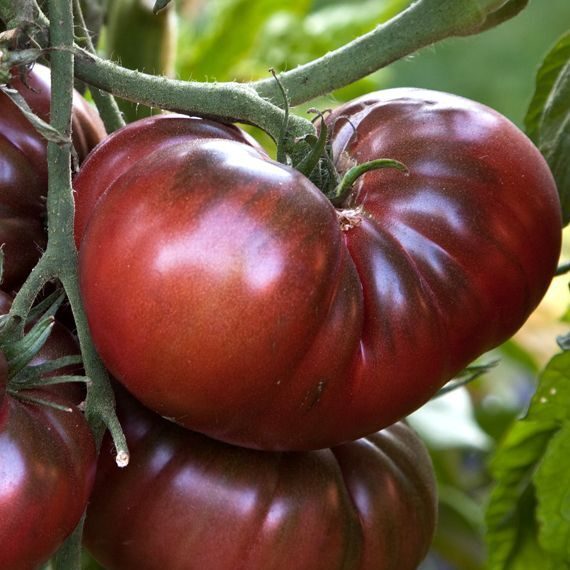 Tomāti Noire de Crimée, 0.1 grami